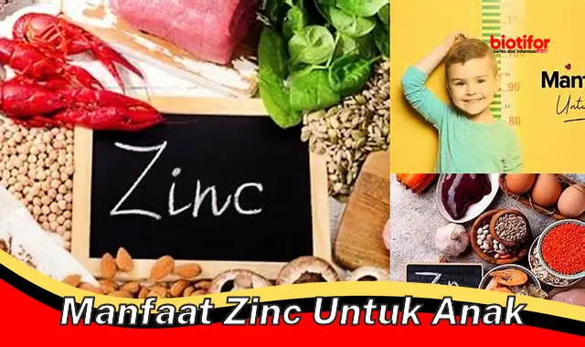 manfaat zinc untuk anak