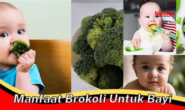 manfaat brokoli untuk bayi