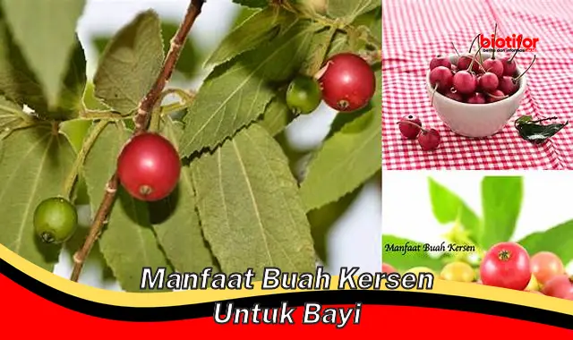 Temukan Manfaat Buah Kersen untuk Bayi yang Jarang Diketahui