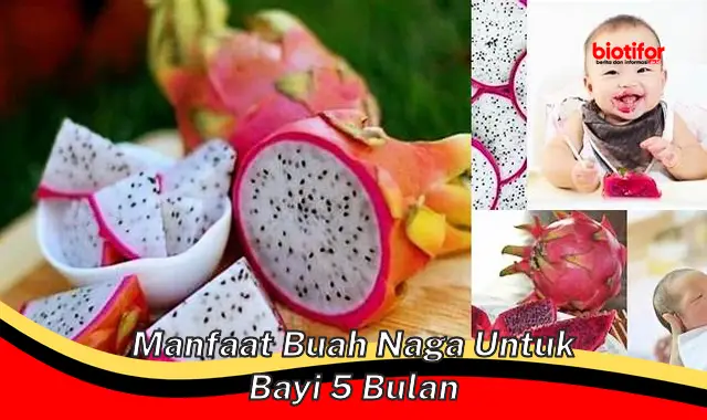 manfaat buah naga untuk bayi 5 bulan