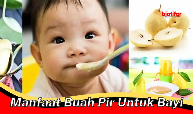 manfaat buah pir untuk bayi