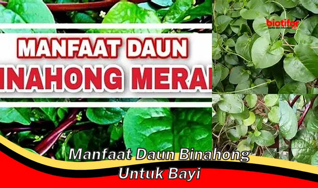 manfaat daun binahong untuk bayi