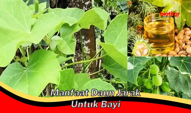 manfaat daun jarak untuk bayi