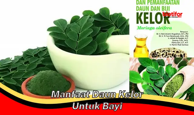 manfaat daun kelor untuk bayi