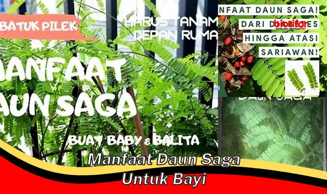 manfaat daun saga untuk bayi