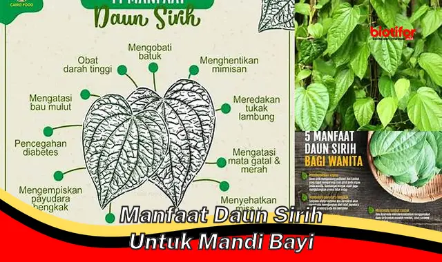 manfaat daun sirih untuk mandi bayi