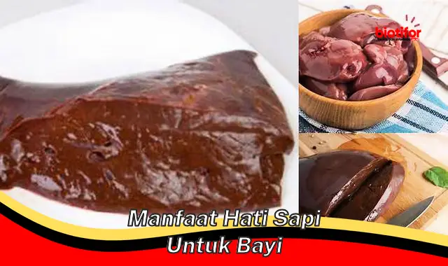 manfaat hati sapi untuk bayi