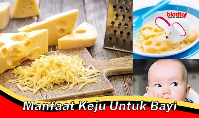 manfaat keju untuk bayi