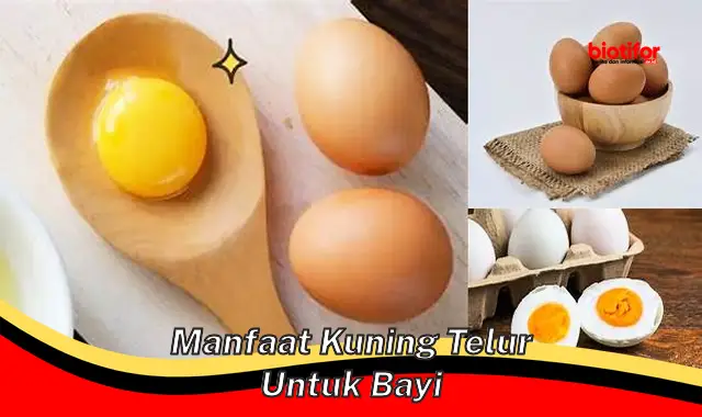 manfaat kuning telur untuk bayi