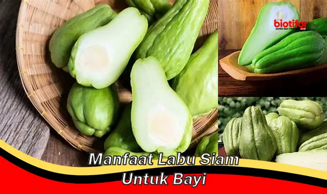 manfaat labu siam untuk bayi