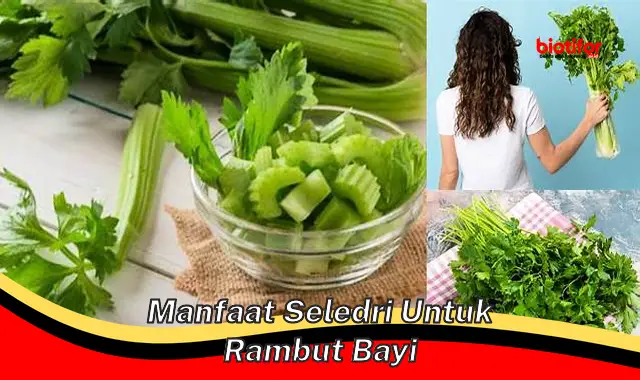 manfaat seledri untuk rambut bayi