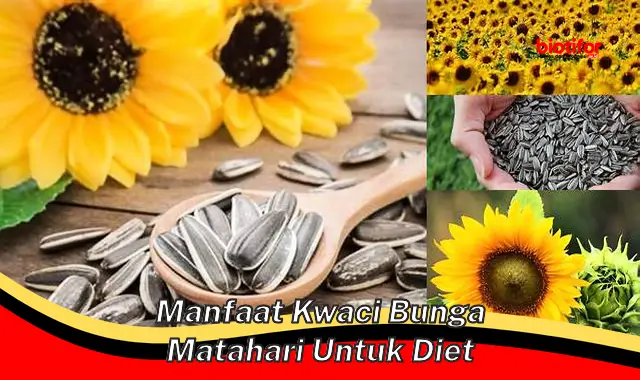 manfaat kwaci bunga matahari untuk diet