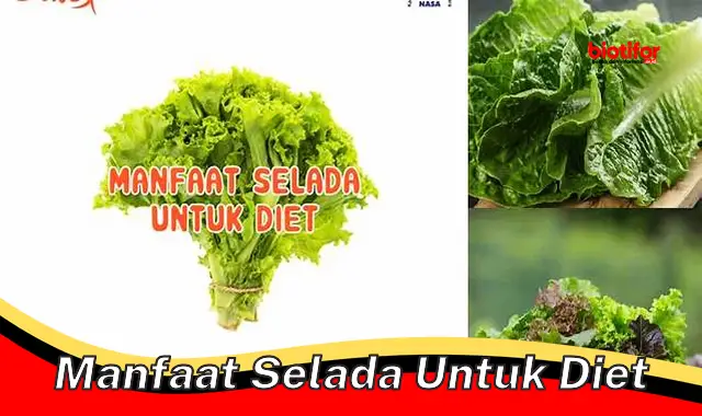 manfaat selada untuk diet