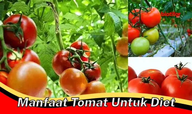 manfaat tomat untuk diet