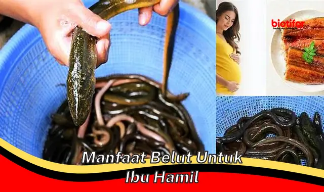 manfaat belut untuk ibu hamil