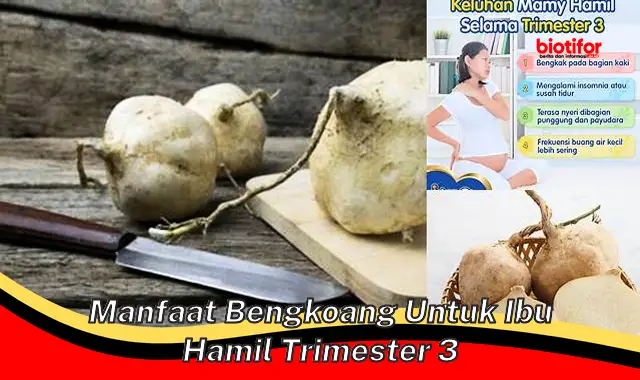 manfaat bengkoang untuk ibu hamil trimester 3