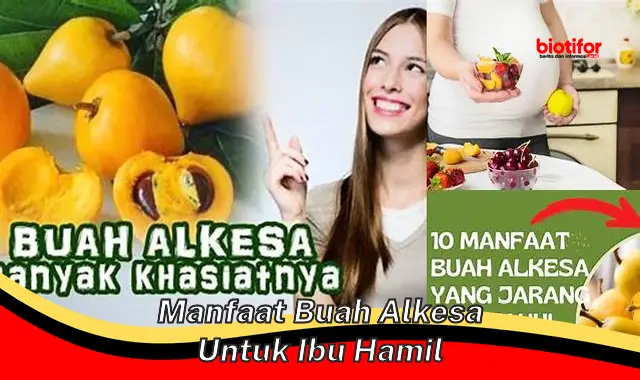 manfaat buah alkesa untuk ibu hamil