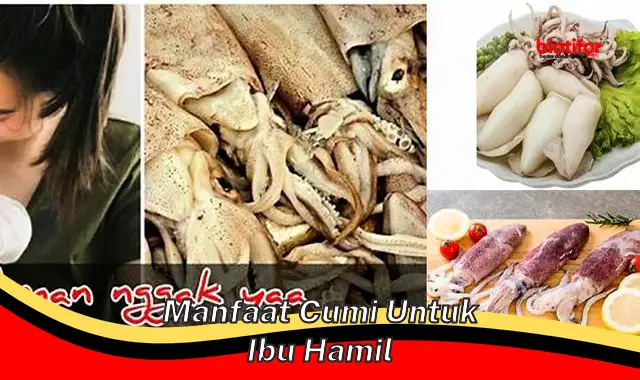 manfaat cumi untuk ibu hamil