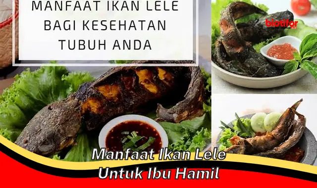 manfaat ikan lele untuk ibu hamil