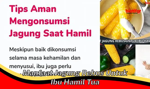 manfaat jagung rebus untuk ibu hamil tua