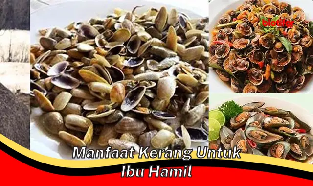 manfaat kerang untuk ibu hamil