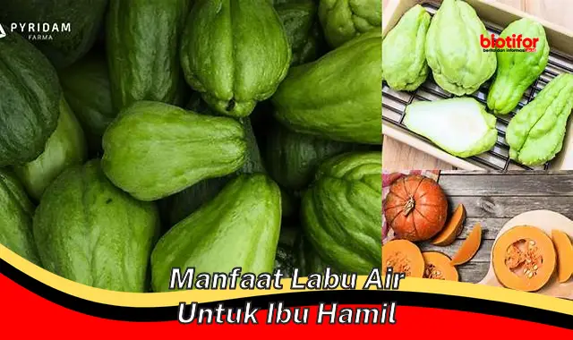 manfaat labu air untuk ibu hamil