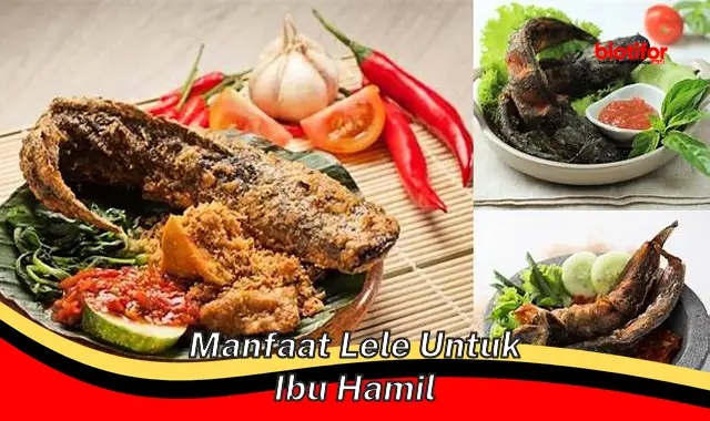 manfaat lele untuk ibu hamil