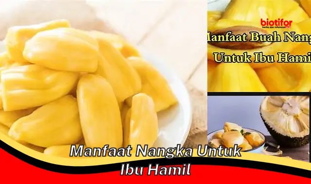 manfaat nangka untuk ibu hamil