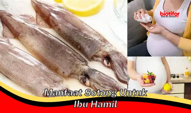 manfaat sotong untuk ibu hamil