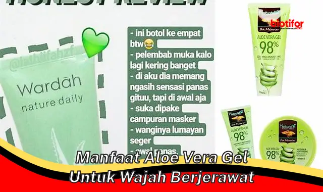 manfaat aloe vera gel untuk wajah berjerawat