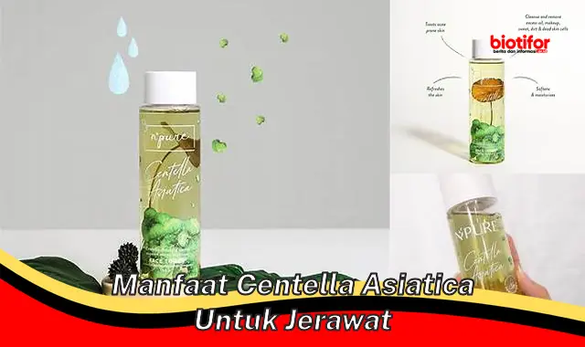 manfaat centella asiatica untuk jerawat