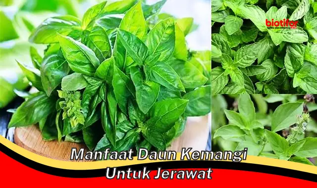 manfaat daun kemangi untuk jerawat