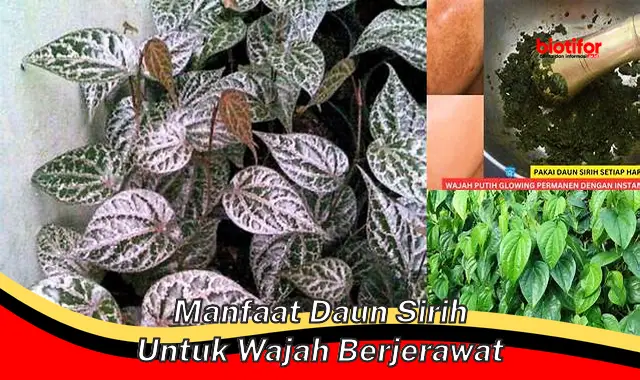 manfaat daun sirih untuk wajah berjerawat