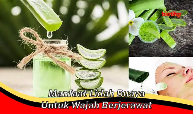 manfaat lidah buaya untuk wajah berjerawat