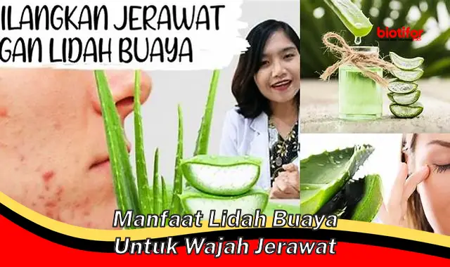 manfaat lidah buaya untuk wajah jerawat