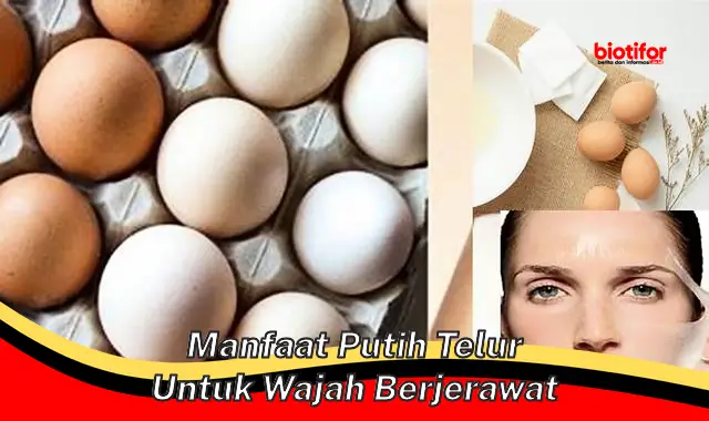 manfaat putih telur untuk wajah berjerawat