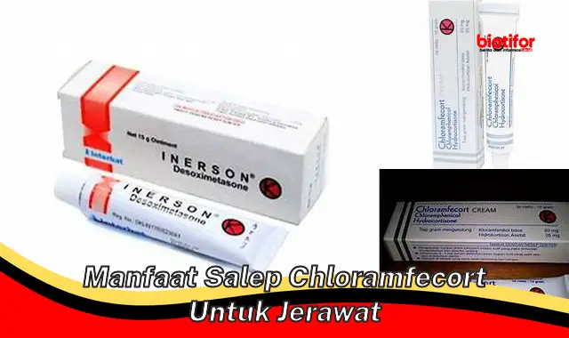 manfaat salep chloramfecort untuk jerawat