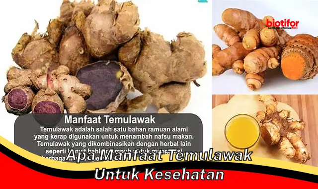 apa manfaat temulawak untuk kesehatan