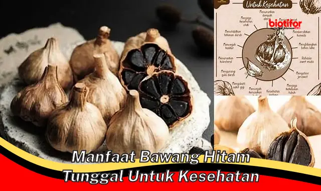 manfaat bawang hitam tunggal untuk kesehatan