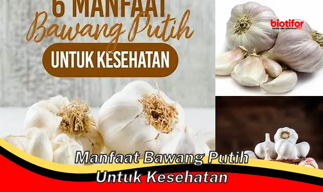 manfaat bawang putih untuk kesehatan