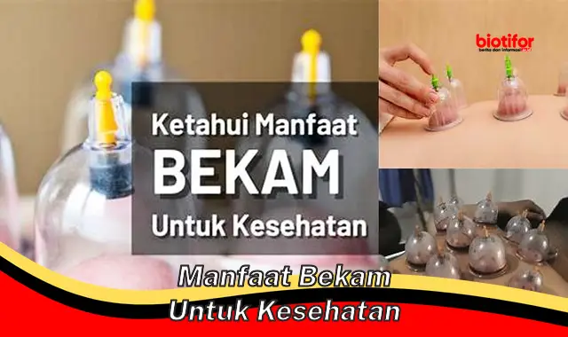 manfaat bekam untuk kesehatan