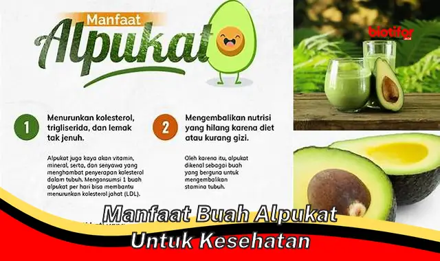 manfaat buah alpukat untuk kesehatan