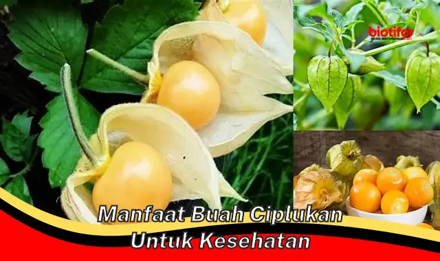 manfaat buah ciplukan untuk kesehatan