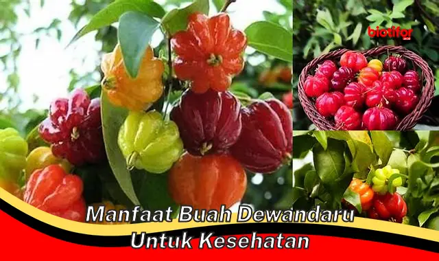 manfaat buah dewandaru untuk kesehatan