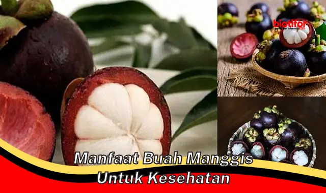 manfaat buah manggis untuk kesehatan