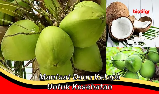 manfaat daun kelapa untuk kesehatan