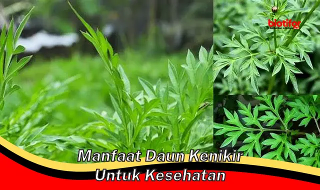 manfaat daun kenikir untuk kesehatan