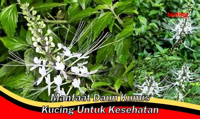 manfaat daun kumis kucing untuk kesehatan