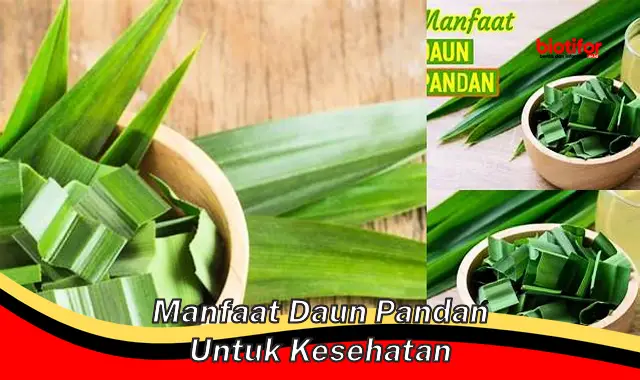 manfaat daun pandan untuk kesehatan