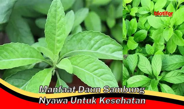 manfaat daun sambung nyawa untuk kesehatan